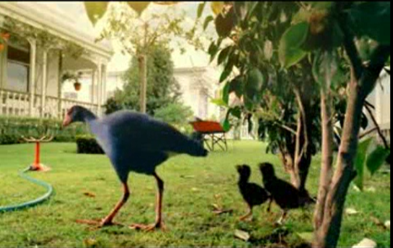 Genesis - mummy Pukeko