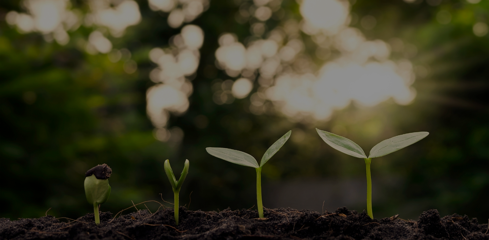 Brains-Sustainability