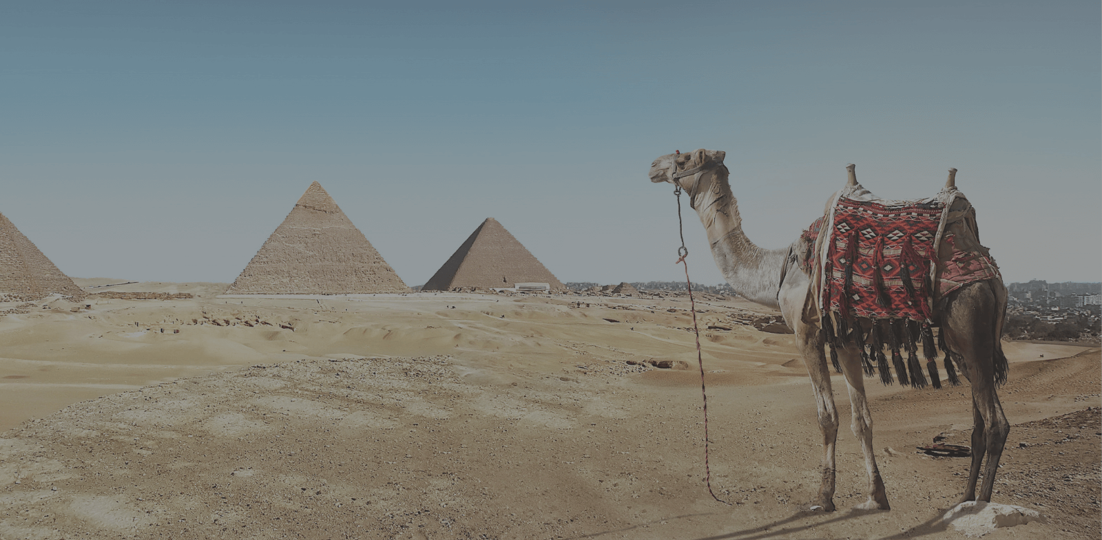 Camel in the desert with pyramids