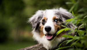 stock photo of dog with different coloured eyes