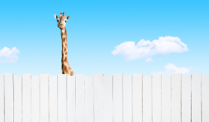 Giraffe lookng over white picket fence