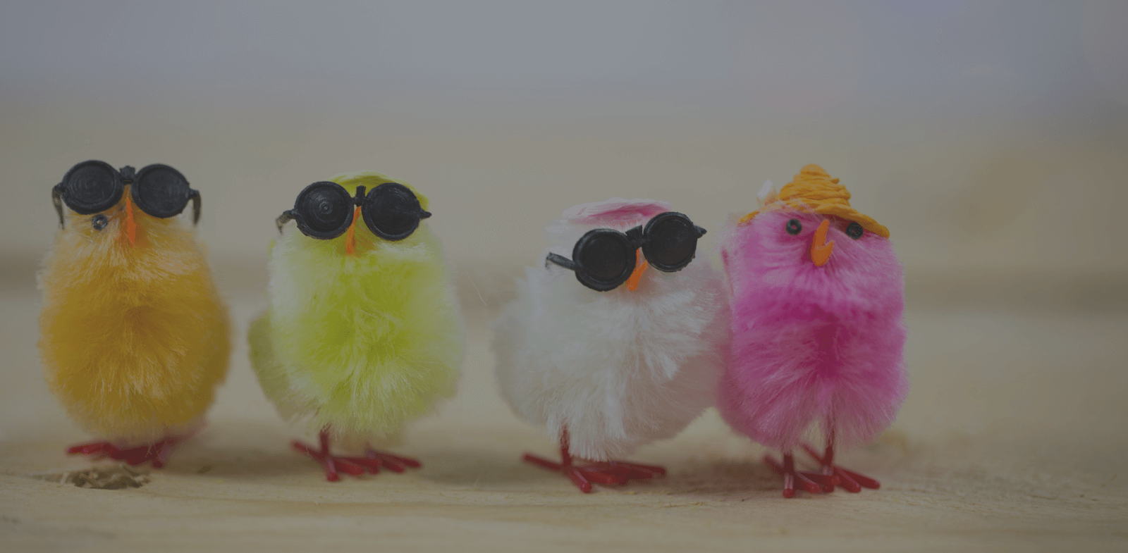 funny colourful chicks