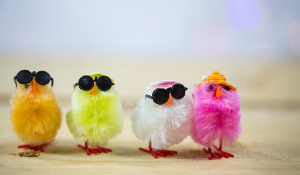 funny colourful chicks